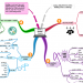 Phần mềm iMindMap